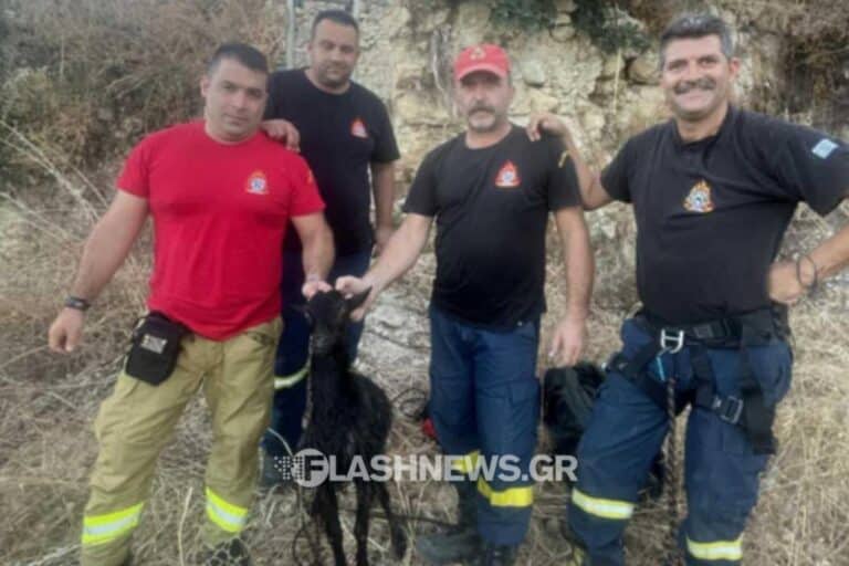 Χανιά: Πυροσβέστες έσωσαν κατσικάκι που είχε πέσει σε στέρνα 7 μέτρων