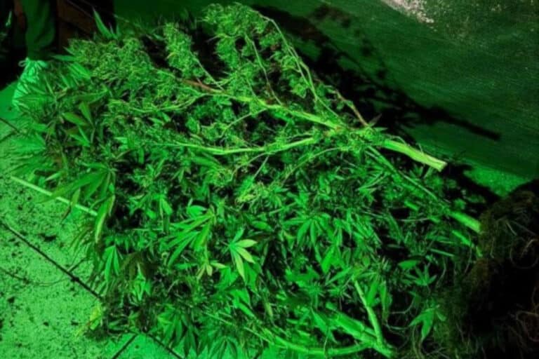 Γαλάτσι: Αστυνομικοί «ξετρύπωσαν» εργαστήριο κάνναβης – Τρεις συλλήψεις αλλοδαπών, 72 ετών ο ένας