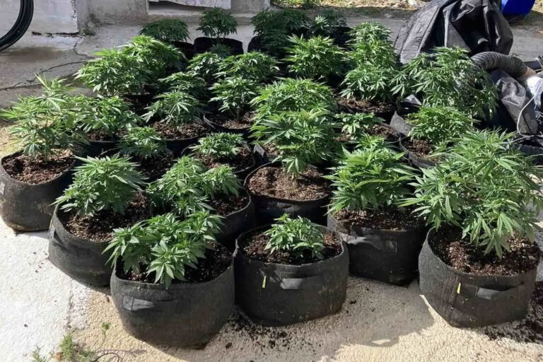 Εξαρθρώθηκε εγκληματική οργάνωση που δραστηριοποιούνταν στη διακίνηση ναρκωτικών στην Τροιζηνία και τον Πόρο