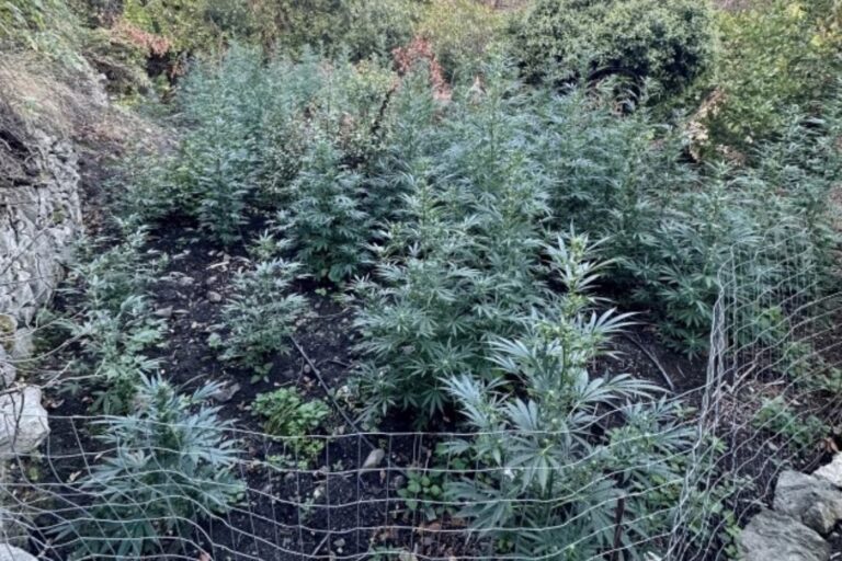 Ρέθυμνο: Εξιχνιάστηκε η υπόθεση της μεγάλης χασισοφυτείας στο Αμάρι – Χειροπέδες σε τέσσερα άτομα