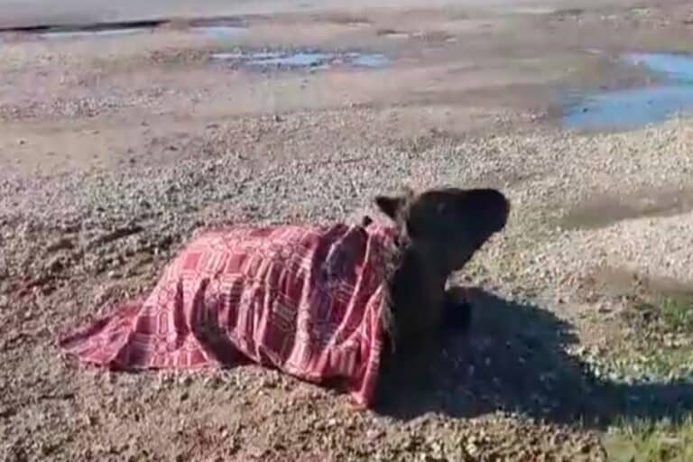 Αυτοκίνητο χτύπησε άλογο στην Εθνική Οδό Αγρινίου-Αμφιλοχίας – Το ζώο παραμένει τραυματισμένο στην άκρη του δρόμου (βίντεο)