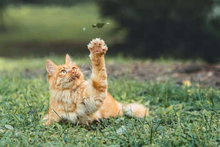 Θεσσαλονίκη: «Δεν τις σκοτώναμε» – Οι εξηγήσεις του ζευγαριού που φέρεται να φιλοξενούσε 51 γάτες για… αξιοποίηση κρέατος 