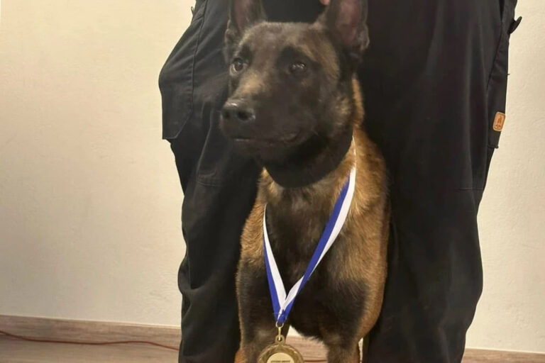 Νεκρός από δηλητηρίαση ο σκύλος-ερευνητής Echo –  Συμμετείχε στις έρευνες για τον Καλογήρου, είχε βρει τη σορό του Κούτσικου