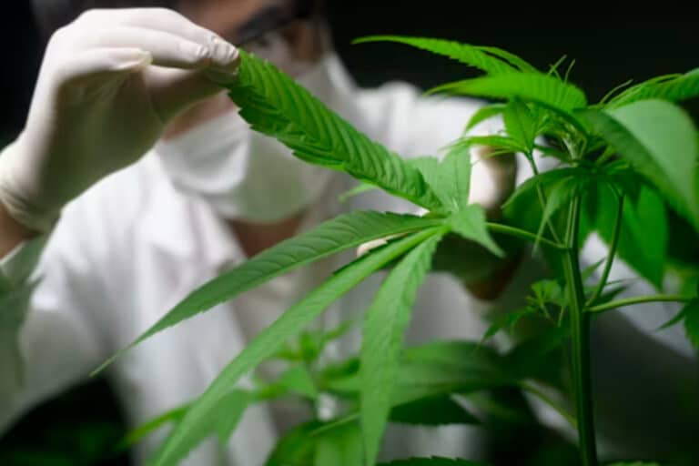 Οι επιπτώσεις της χρήσης κάνναβης στους νέους – Ανησυχητική η κατάσταση στην Ελλάδα