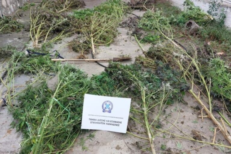 Θεσσαλονίκη: Συνελήφθη 51χρονος που καλλιεργούσε δενδρύλια κάνναβης