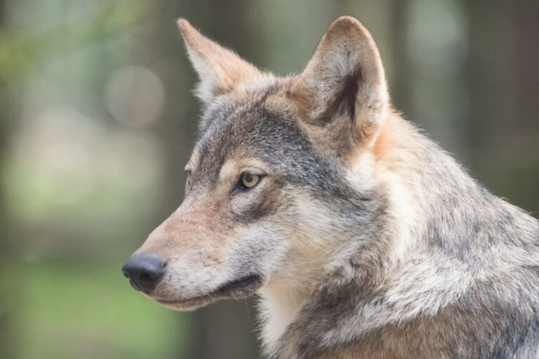 Συναγερμός στη Θεσσαλονίκη: Λύκοι εμφανίστηκαν δίπλα σε σπίτια 