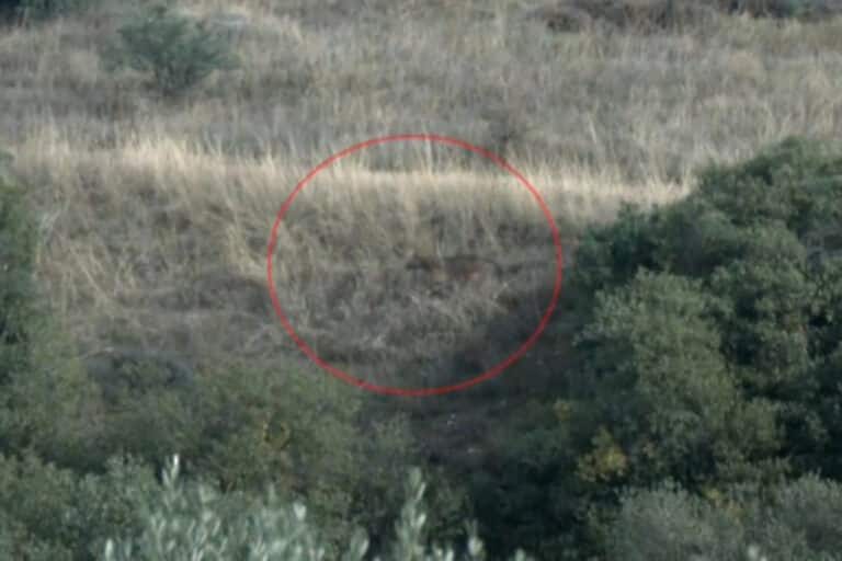 Θεσσαλονίκη: Λύκος εμφανίστηκε στον αύλειο χώρο του ΤΕΦΑΑ (βίντεο)