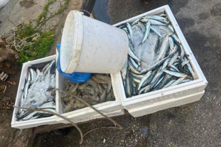 Πειραιάς: Κατασχέθηκαν πάνω από 150 κιλά ψάρια σε λαϊκές αγορές – «Διακινούνταν χωρίς κανέναν υγειονομικό έλεγχο»