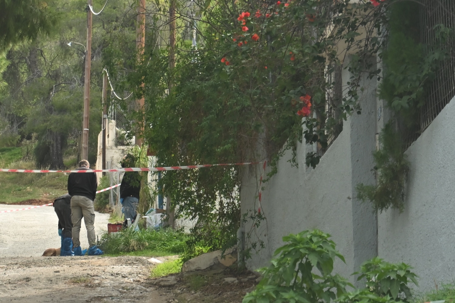 salamina dolofonia 1 11