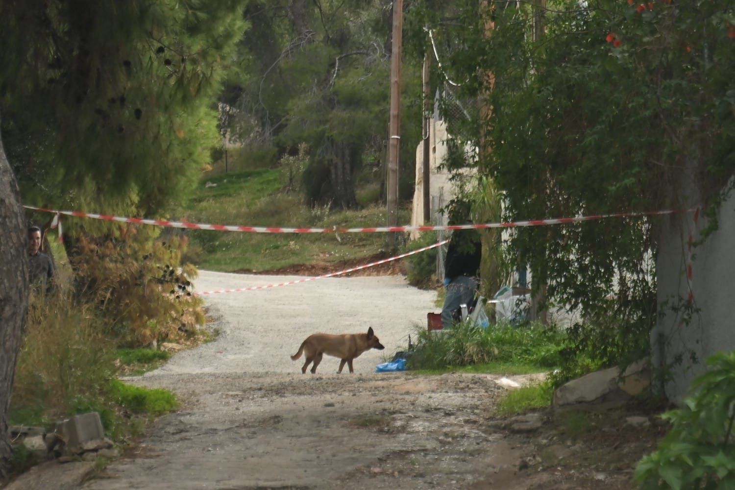 salamina dolofonia 25 11 25