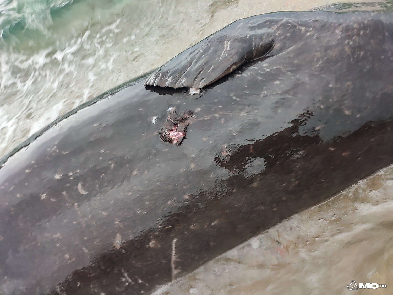 597800957 1299583725542649 8429172865623606607 n