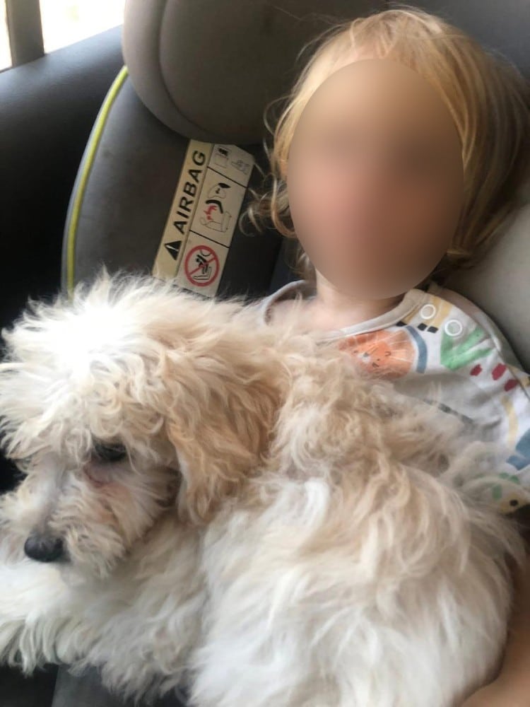 dixronos zakynthos skylos 7 12 2025 3