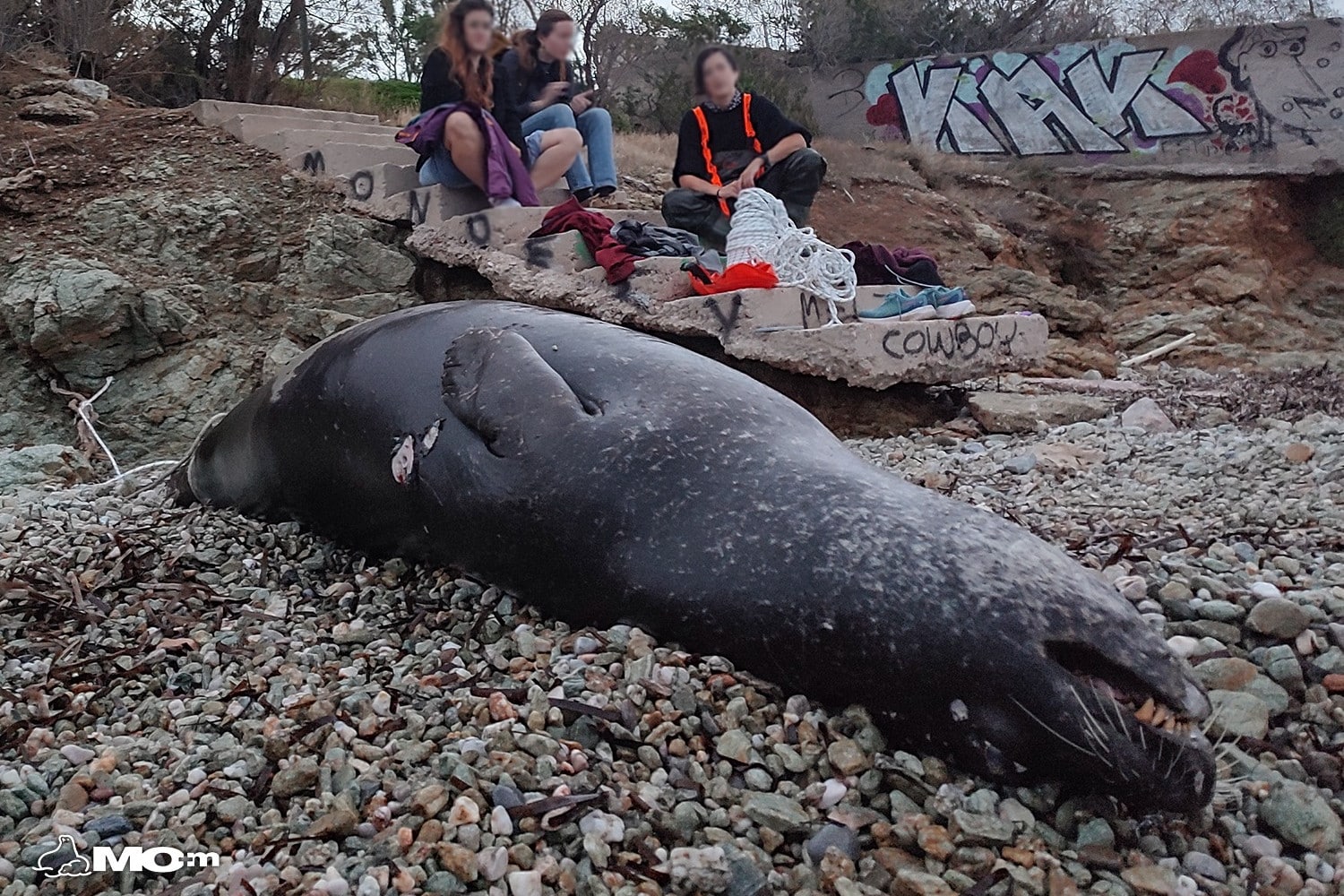 fokia pirovolismos 12 12