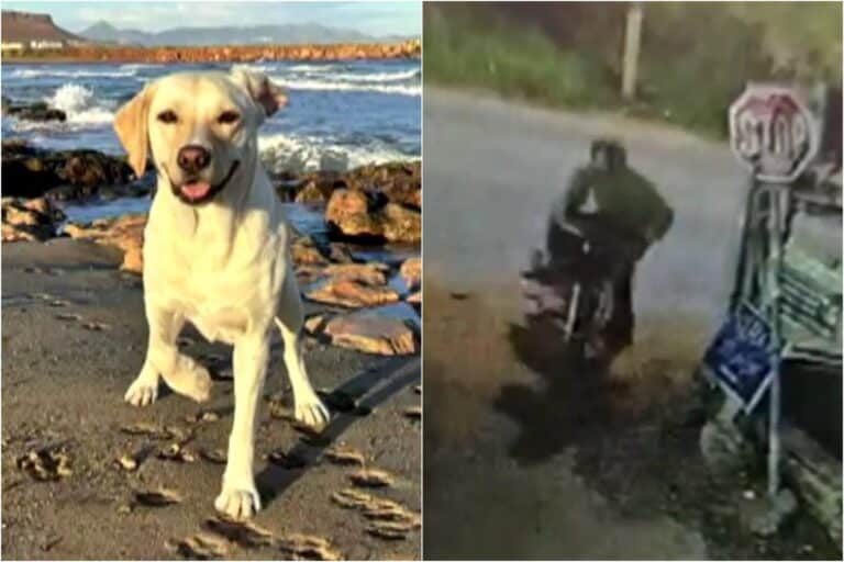 Κρήτη: Συγκλονίζει η Αυστραλή που παρασύρθηκε από μηχανάκι και σκοτώθηκε ο σκύλος της – «Δεν θα ζούσα αν η Λάιλα δεν γινόταν η ασπίδα μου»