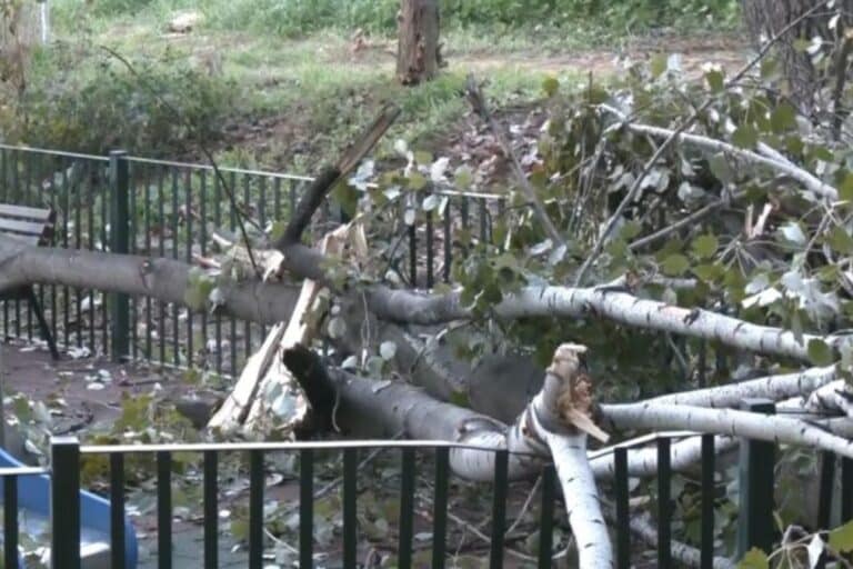 Παραλίγο τραγωδία στο Χαϊδάρι: Δέντρο έπεσε σε παιδική χαρά – Στο σημείο βρισκόταν μία γιαγιά με το εγγονάκι της (βίντεο)