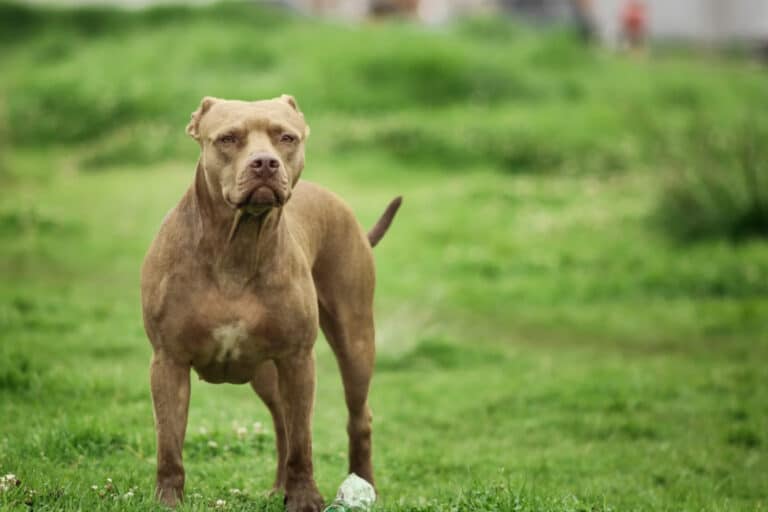 Ζάκυνθος: «Το πίτμπουλ τρόμαξε από πυροβολισμούς κυνηγών και επιτέθηκε στον Λίο», λέει η μητέρα του δίχρονου