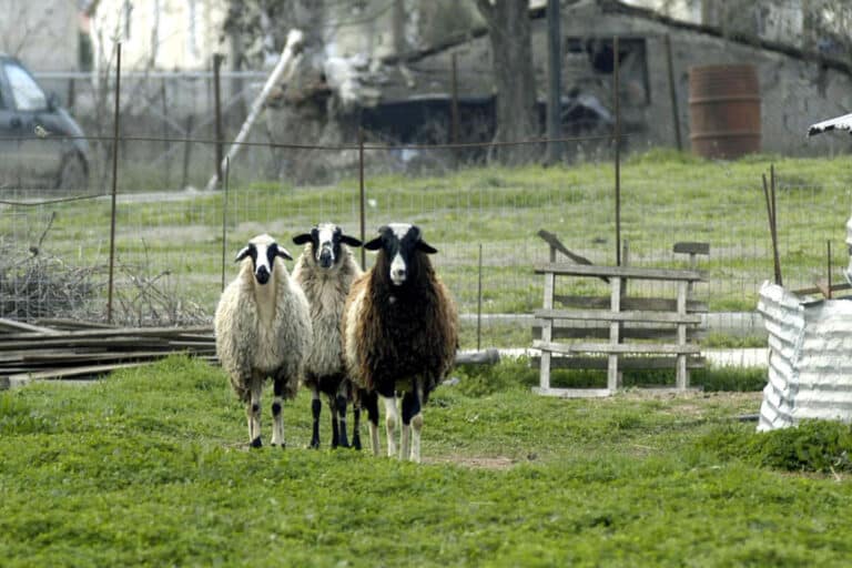 Ηράκλειο: Μπήκαν σε φάρμα και σκότωσαν 40 αρνιά – Χειροπέδες σε τρία άτομα
