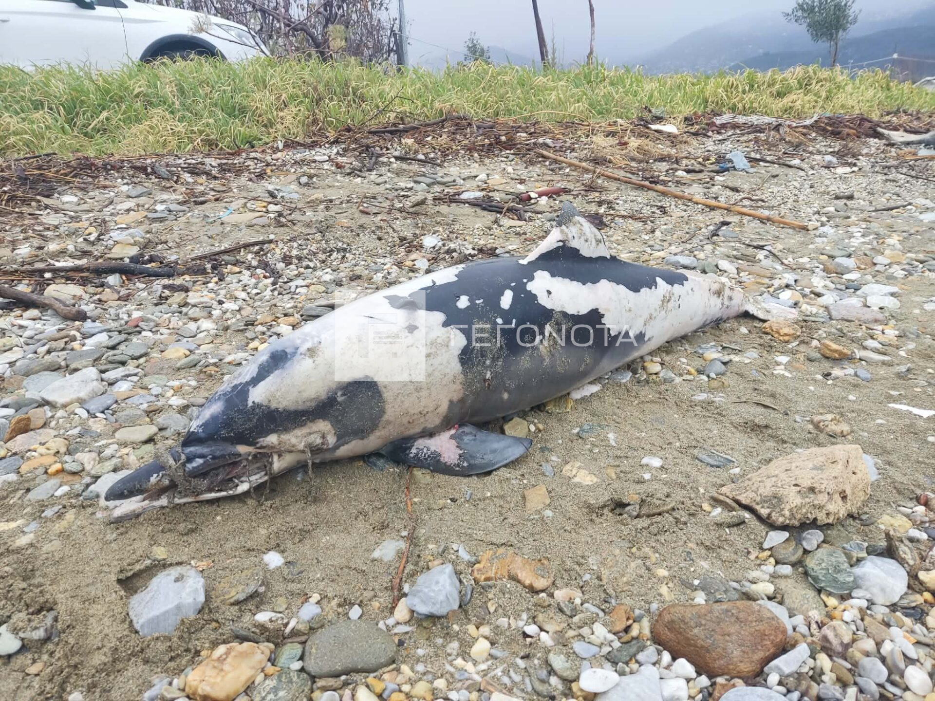 delfini 2 1920x1440 1