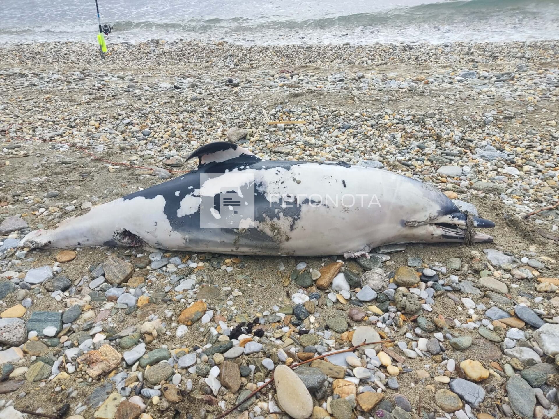 delfini 4 1920x1440 1