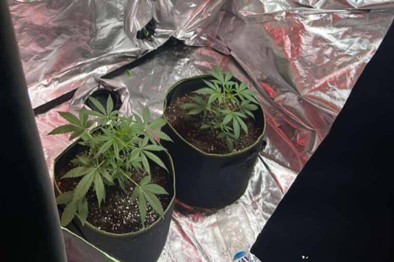 Ρόδος: Επιχείρηση της ΕΛ.ΑΣ για κύκλωμα καλλιέργειας και διακίνησης κάνναβης – Συνελήφθησαν τέσσερα άτομα (βίντεο)