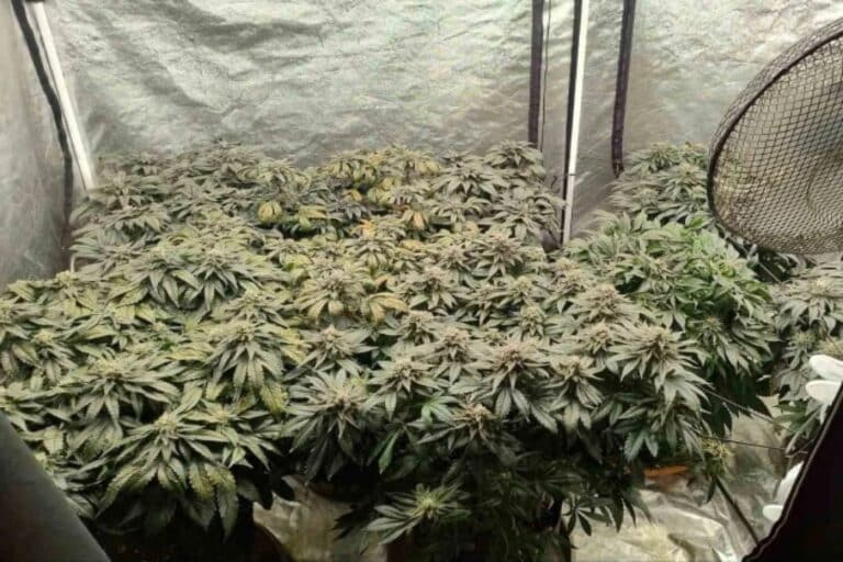 Συνελήφθη 30χρονος στο Ηράκλειο για ναρκωτικά – Κατασχέθηκαν σχεδόν δυόμισι κιλά κάνναβης