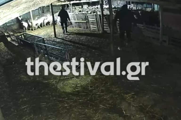Θεσσαλονίκη: Νέo βίντεο από τους κουκουλοφόρους που έκλεψαν πρόβατα από μαντρί – Πώς δρούσαν 