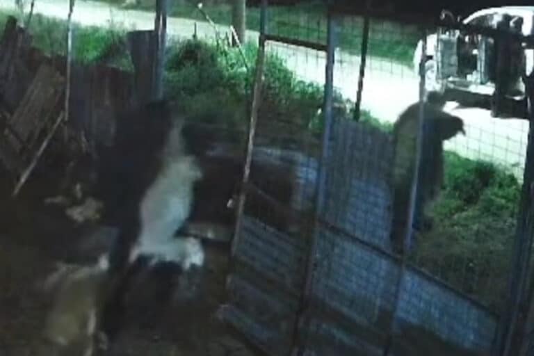 Απίστευτο βίντεο: Κουκουλοφόροι στη Θεσσαλονίκη «άνοιξαν» μαντρί και άρπαξαν τα πρόβατα