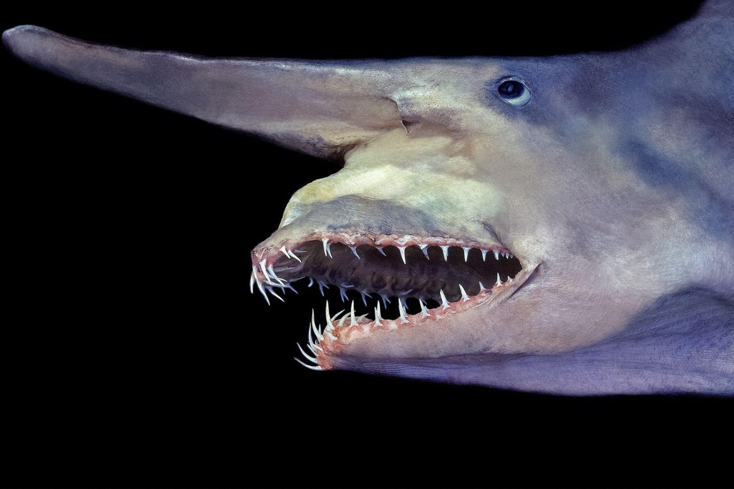 fish1