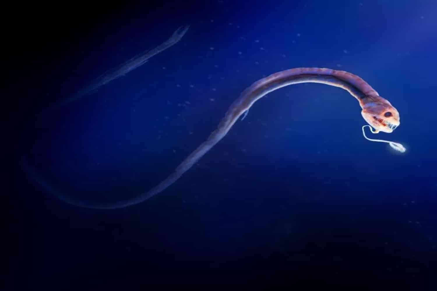 fish4