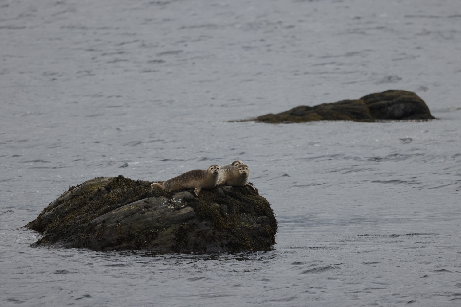 seals2 1