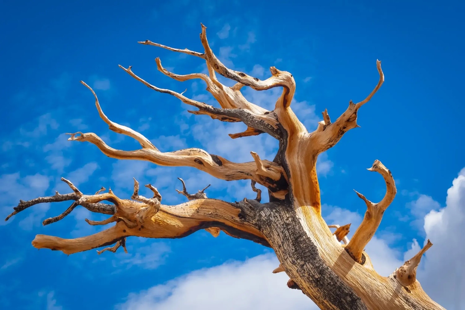 bristlecone pine