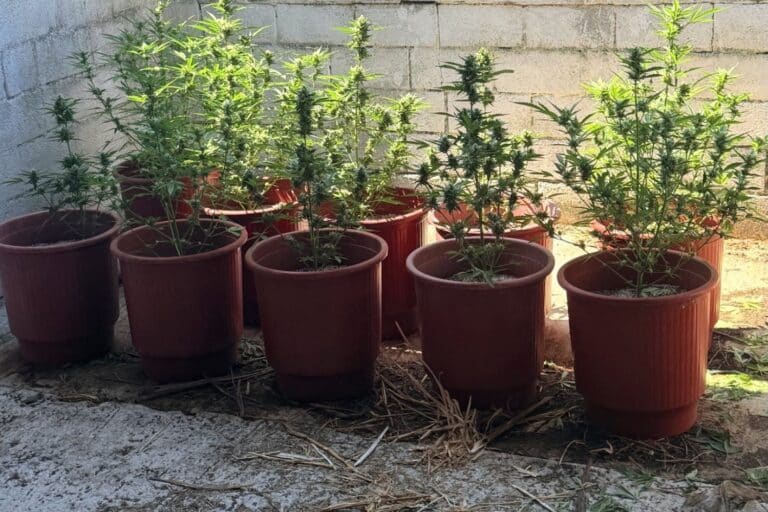 Λέσβος: Συνελήφθη άνδρας για καλλιέργεια και διακίνηση κάνναβης – Κατασχέθηκαν 33 δενδρύλλια και 217 γραμμάρια χασίς