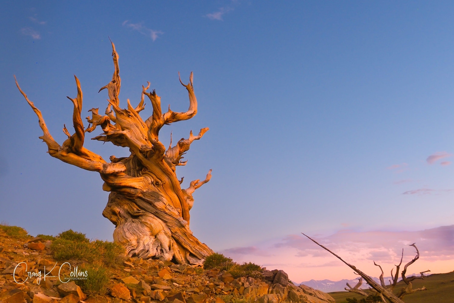 old tree california 1