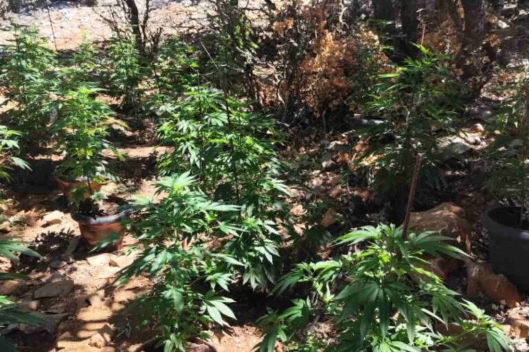 Ρέθυμνο: Εντοπίστηκαν δύο φυτείες με 26 δενδρύλλια κάνναβης – Συνελήφθησαν δύο άτομα