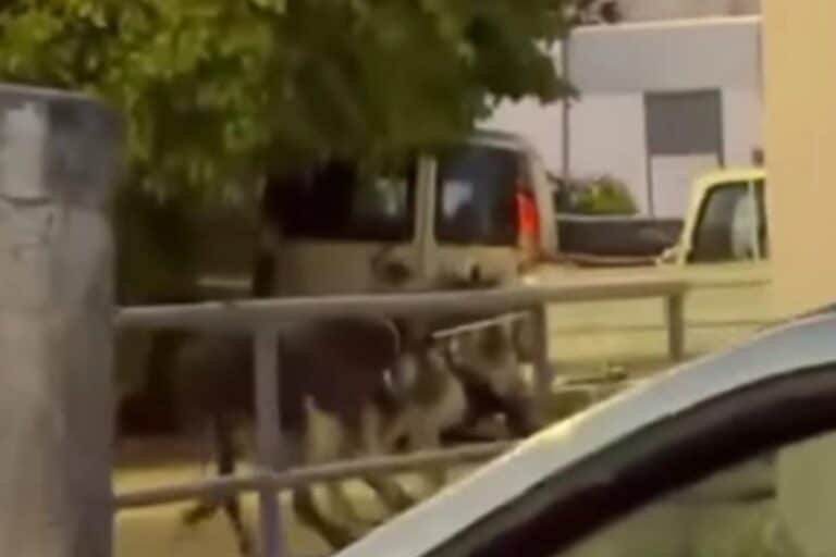 Φρίκη στη Ρόδο: 56χρονος έσερνε γαϊδουράκια δεμένα στο αγροτικό του – Δείτε βίντεο