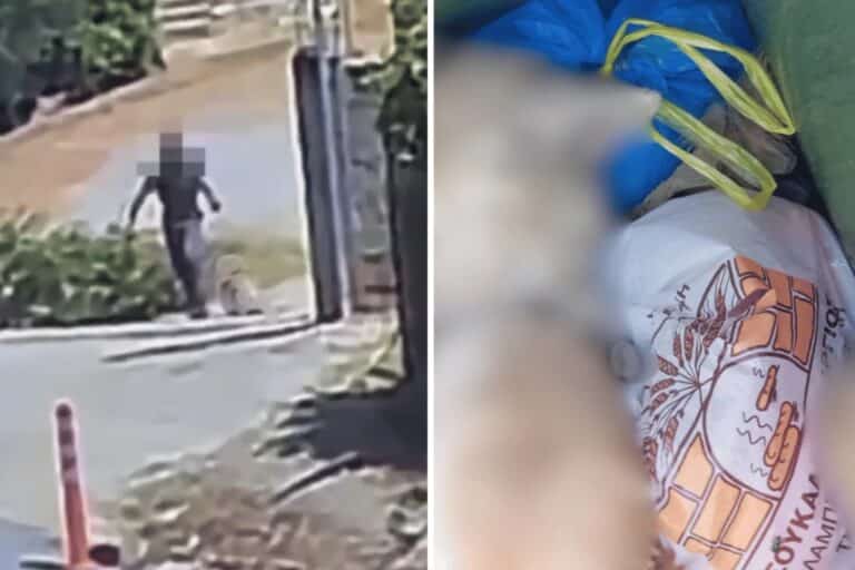 Άστρος Κυνουρίας: Νεκρός σκύλος με σύρμα στον λαιμό σε κάδο απορριμμάτων – Σοκαριστικό βίντεο δείχνει τον άνδρα που τον μετέφερε