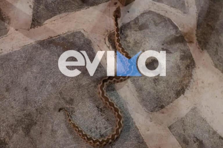 Αναστάτωση σε ταβέρνα της Εύβοιας: Φίδι περνούσε κάτω από τα τραπέζια ενώ έτρωγαν οι πελάτες (βίντεο)