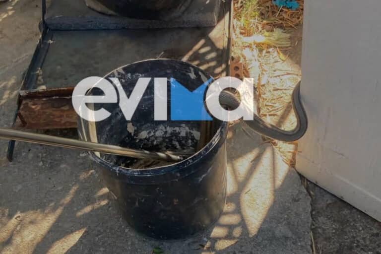 Εύβοια: Φίδι δύο μέτρων «εισέβαλε» σε αποθήκη κατοικίας