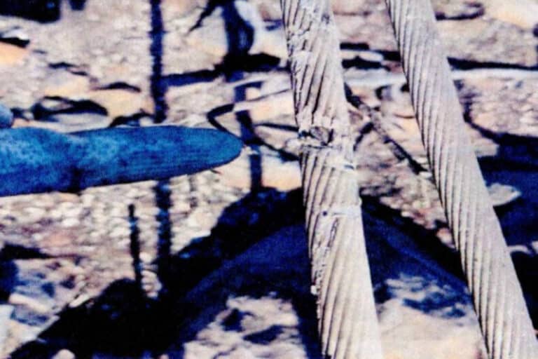 Φωτιά στην Αττικοβοιωτία: Φωτογραφίες-ντοκουμέντο από τα καλώδια που «δείχνουν» την αιτία της καταστροφικής πυρκαγιάς