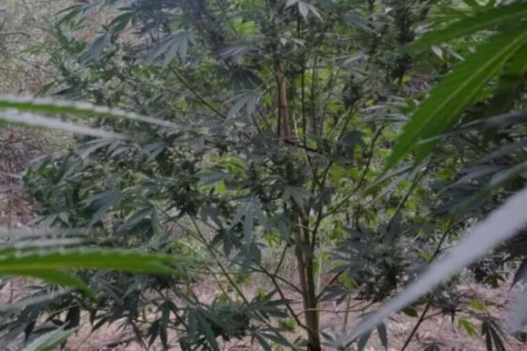 Ηράκλειο: Εντοπίστηκε φυτεία με 45 δενδρύλλια κάνναβης στη Βιάννο – Συνελήφθη 62χρονος (εικόνες)