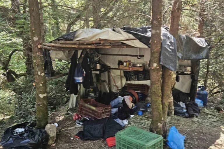 Κορινθία: Ταυτοποιήθηκε ο καλλιεργητής της μεγάλης φυτείας με 890 δενδρύλλια κάνναβης