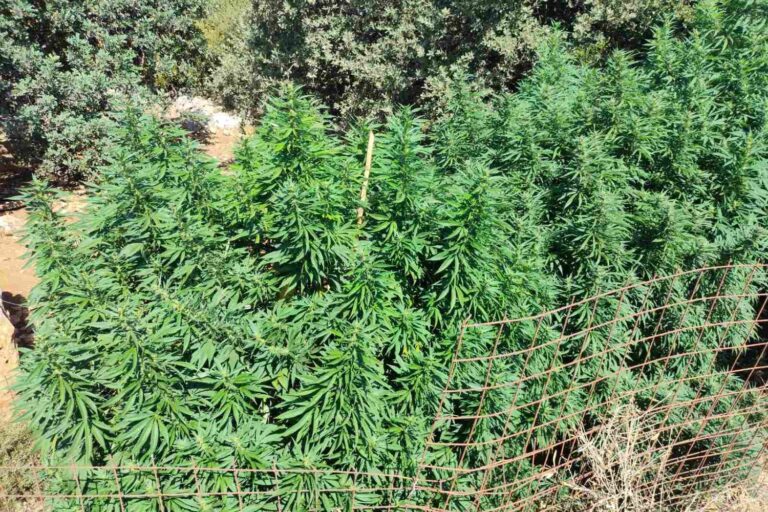 Ρέθυμνο: Εκριζώθηκαν 114 δενδρύλλια κάνναβης σε 12 φυτείες – Χειροπέδες σε δύο άνδρες