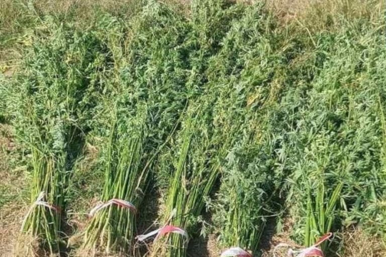 Καβάλα: Εντοπίστηκε φυτεία με 659 δενδρύλλια κάνναβης – Έφταναν σε ύψος τα 3,4 μέτρα (εικόνες)