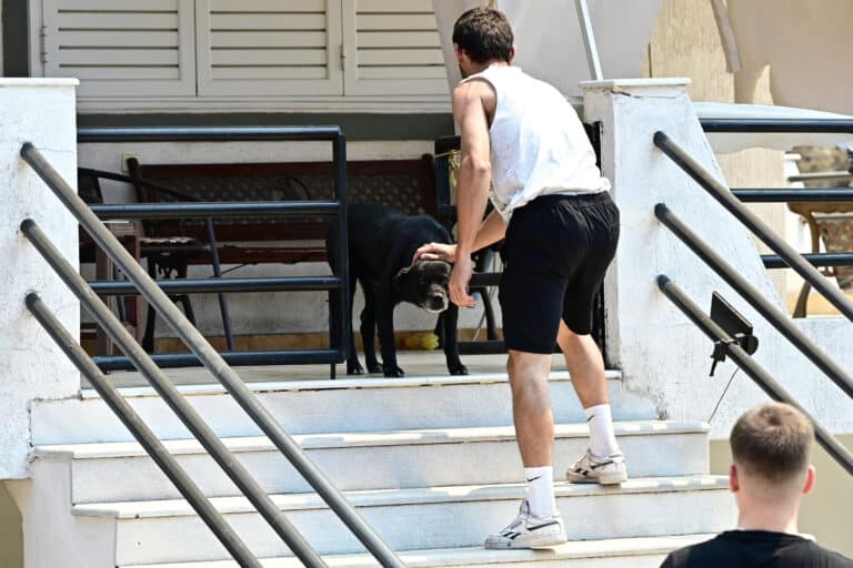 Πόρτο Γερμενό: Συγκλονίζουν οι εικόνες με τα ζώα μετά τη φωτιά – Κάτοικοι ταΐζουν όσα επέζησαν