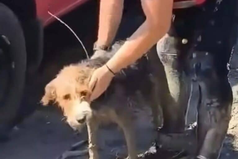 Η Πυροσβεστική έσωσε σκύλο που είχε εγκλωβιστεί σε λασπώδη νησίδα στο Φράγμα Πηνειού (βίντεο) 