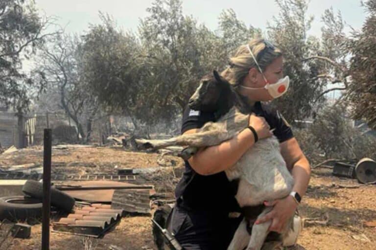Συγκλονιστική διάσωση στη Βοιωτία – Αστυνομικός έσωσε κατσικάκι από τις φλόγες