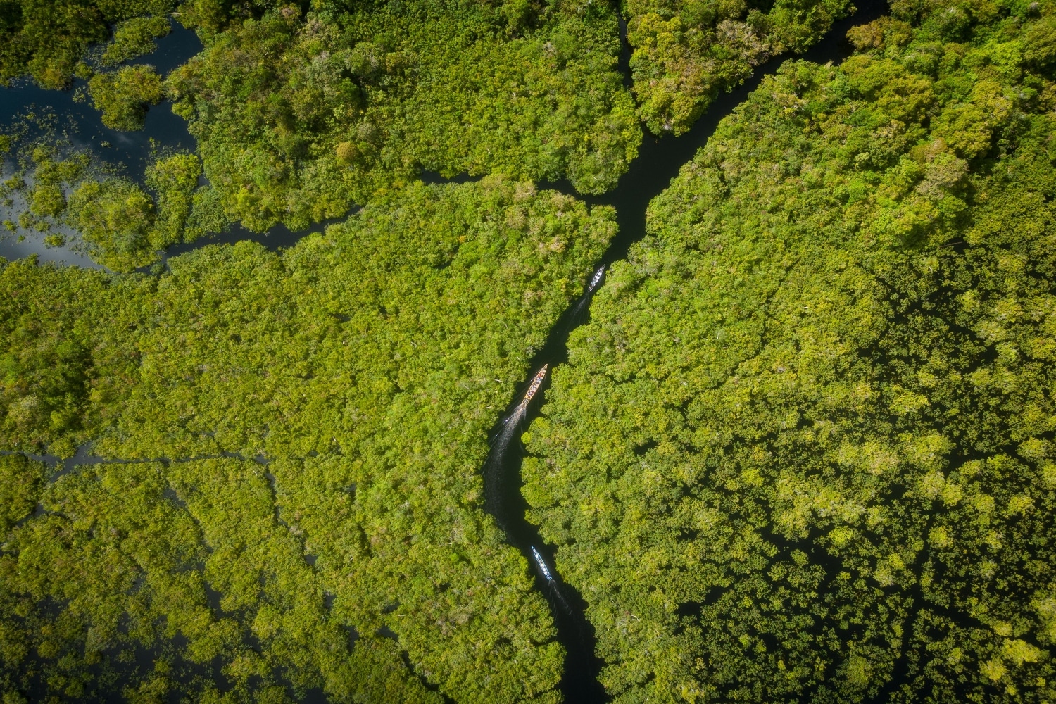 amazon forest