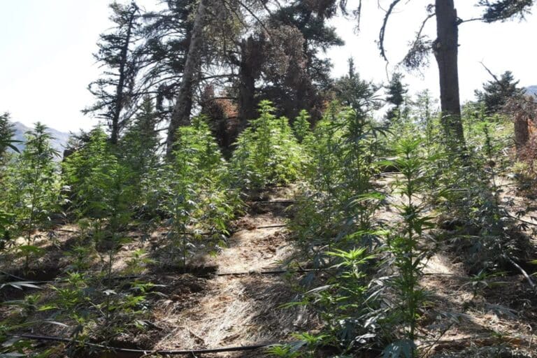 Κορινθία: Εντόπισαν 2.189 δενδρύλλια κάνναβης – Στα 3,3 εκατ. ευρώ το παράνομο κέρδος