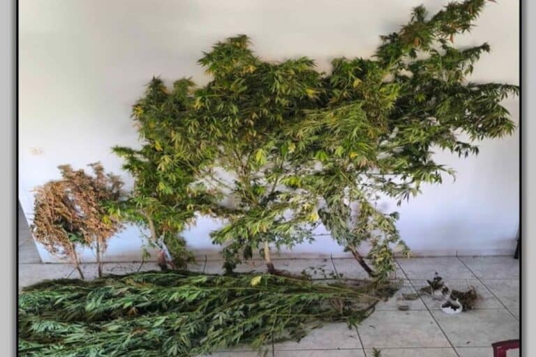Συνελήφθη 70χρονος με δενδρύλλια κάνναβης στην Καρδίτσα