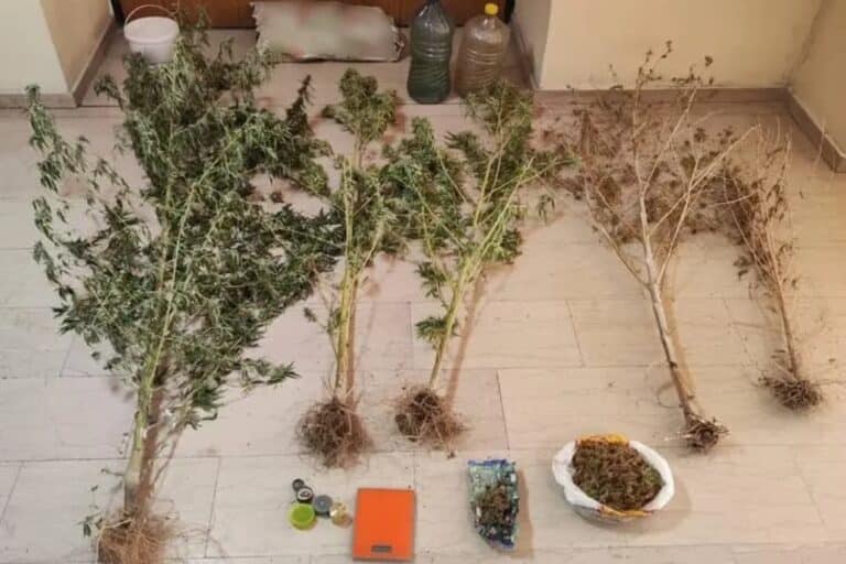 Κομοτηνή: Συνελήφθη άνδρας για καλλιέργεια και κατοχή ναρκωτικών